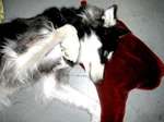 blood-puddle-pillows02.jpg